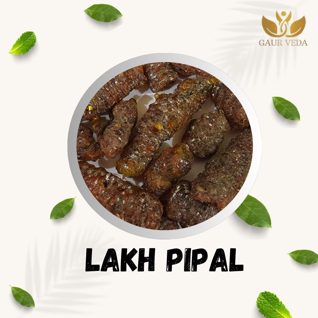 GAURVEDA Lakh pipal 100% Natural & Pure | Traditional Ayurvedic Herb/Seed/Powder | Supports Wellness & Daily Health | Ideal for Herbal Remedies, 100 Grams