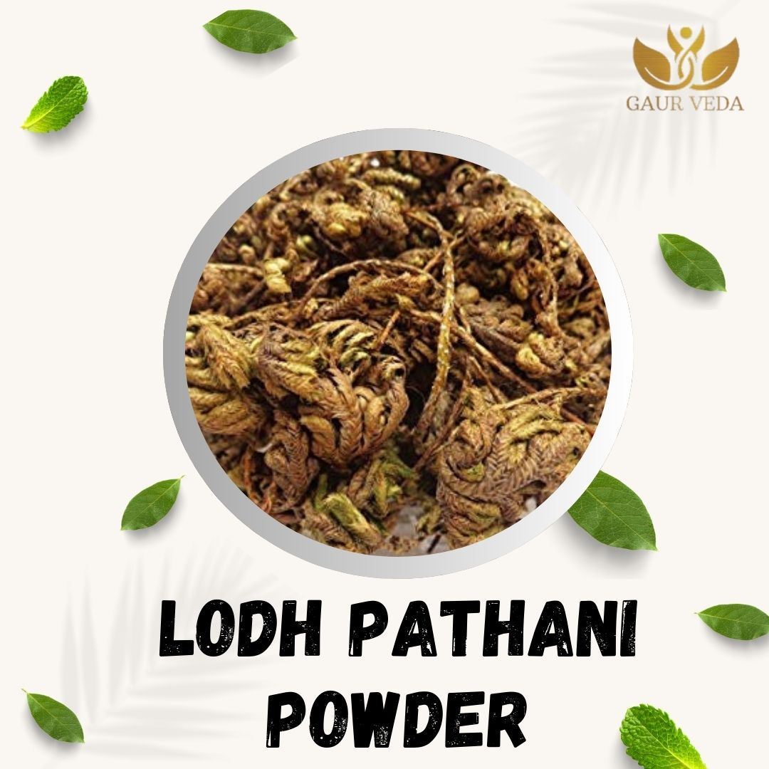 GAURVEDA Laxmanbooti 100% Natural & Pure | Traditional Ayurvedic Herb/Seed/Powder | Supports Wellness & Daily Health | Ideal for Herbal Remedies, 100 Grams