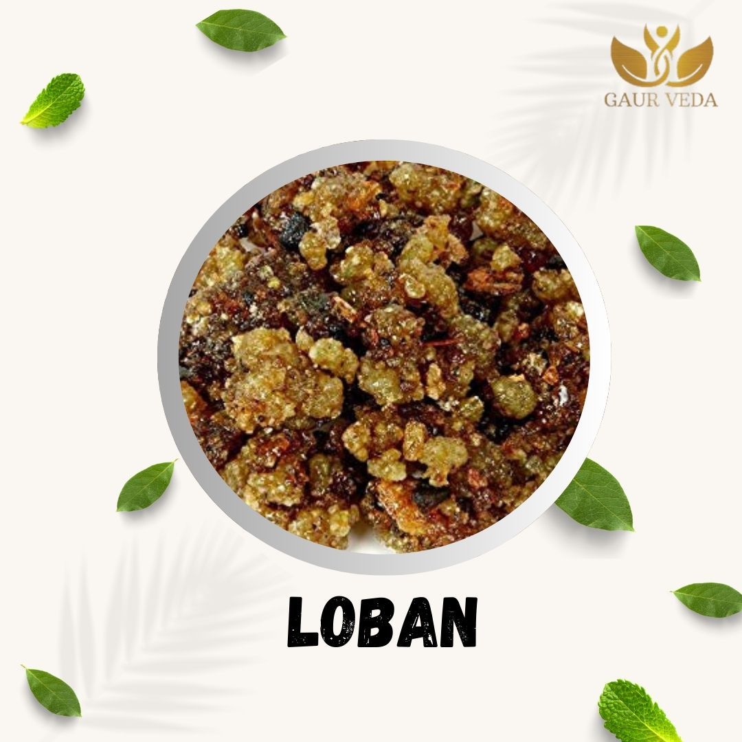 Gaurveda Loban (100 Grams)