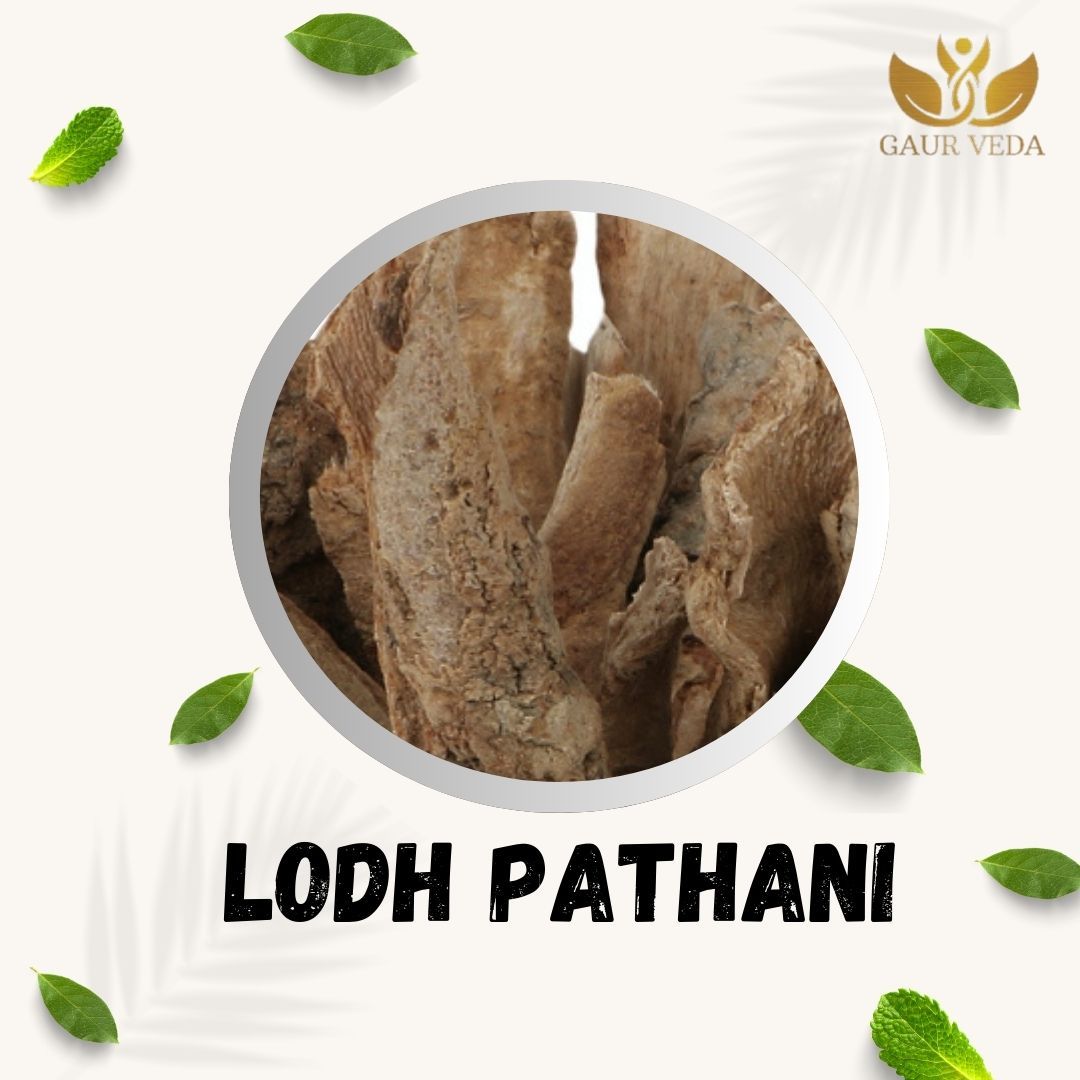 GAURVEDA Lodh Pathani 100% Natural & Pure | Traditional Ayurvedic Herb/Seed/Powder | Supports Wellness & Daily Health | Ideal for Herbal Remedies, 100 Grams