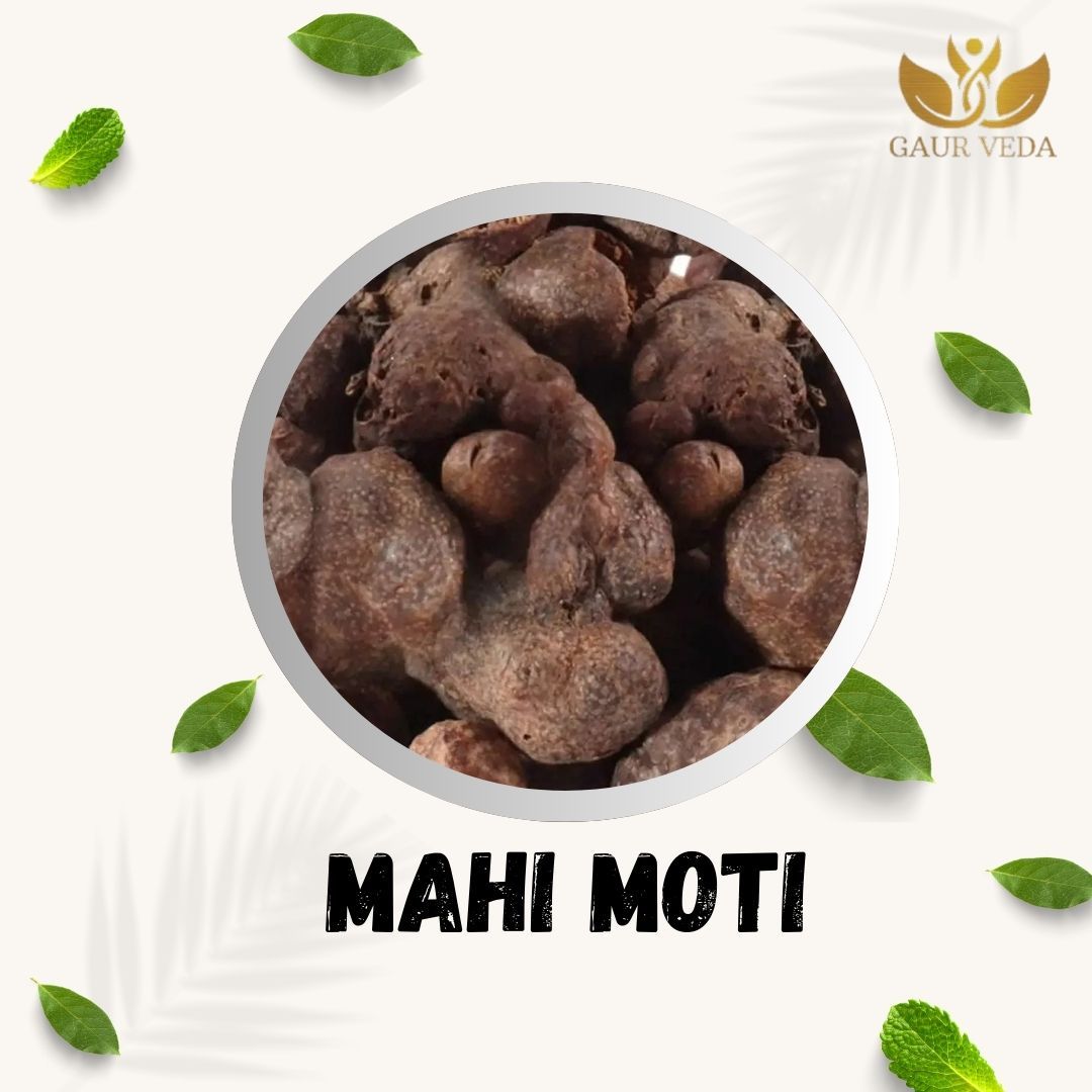 GAURVEDA Mahi moti 100% Natural & Pure | Traditional Ayurvedic Herb/Seed/Powder | Supports Wellness & Daily Health | Ideal for Herbal Remedies, 100 Grams