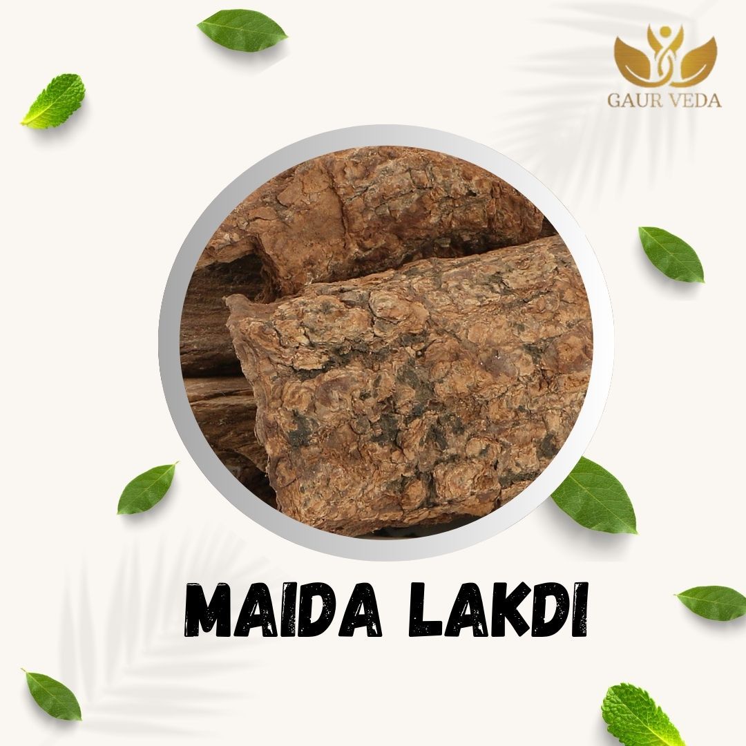GAURVEDA Maida ladki 100% Natural & Pure | Traditional Ayurvedic Herb/Seed/Powder | Supports Wellness & Daily Health | Ideal for Herbal Remedies, 100 Grams