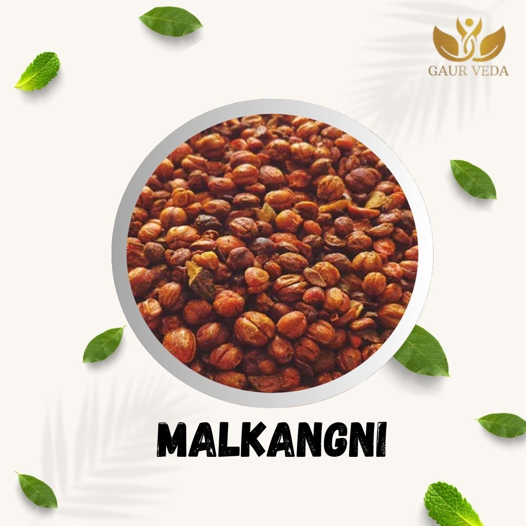 GAURVEDA Malkangni - Malkangni Beej - Malkangni Seed - Jyostishmati - Mal Kangni - Pure & Natural (100 Grams)