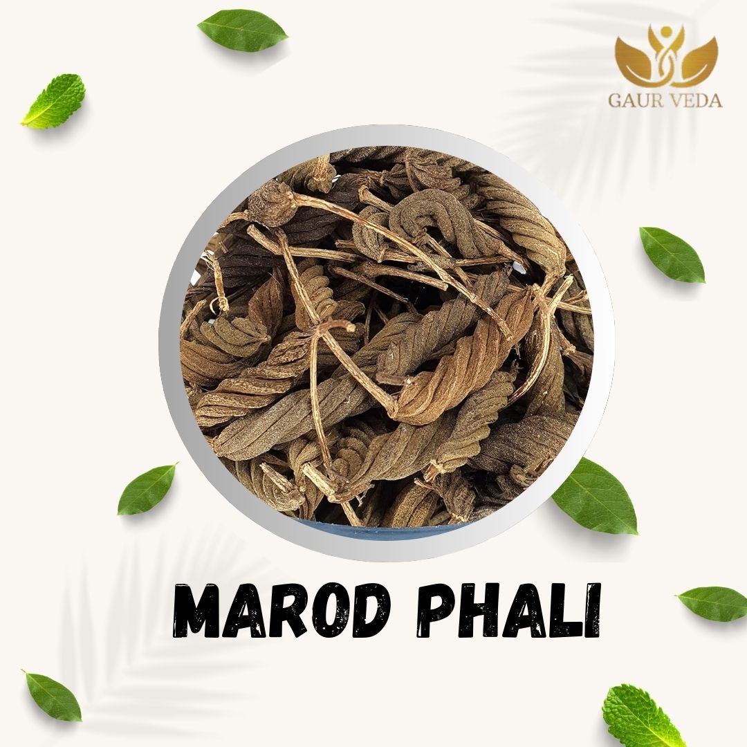 GAURVEDA Marod phali 100% Natural & Pure | Traditional Ayurvedic Herb/Seed/Powder | Supports Wellness & Daily Health | Ideal for Herbal Remedies, 100 Grams
