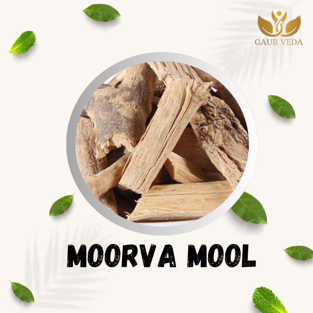 GAURVEDA Moorva mool 100% Natural & Pure | Traditional Ayurvedic Herb/Seed/Powder | Supports Wellness & Daily Health | Ideal for Herbal Remedies, 100 Grams