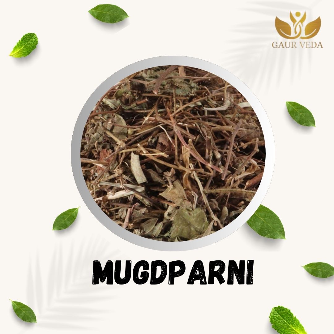 GAURVEDA Mugdparni 100% Natural & Pure | Traditional Ayurvedic Herb/Seed/Powder | Supports Wellness & Daily Health | Ideal for Herbal Remedies, 100 Grams