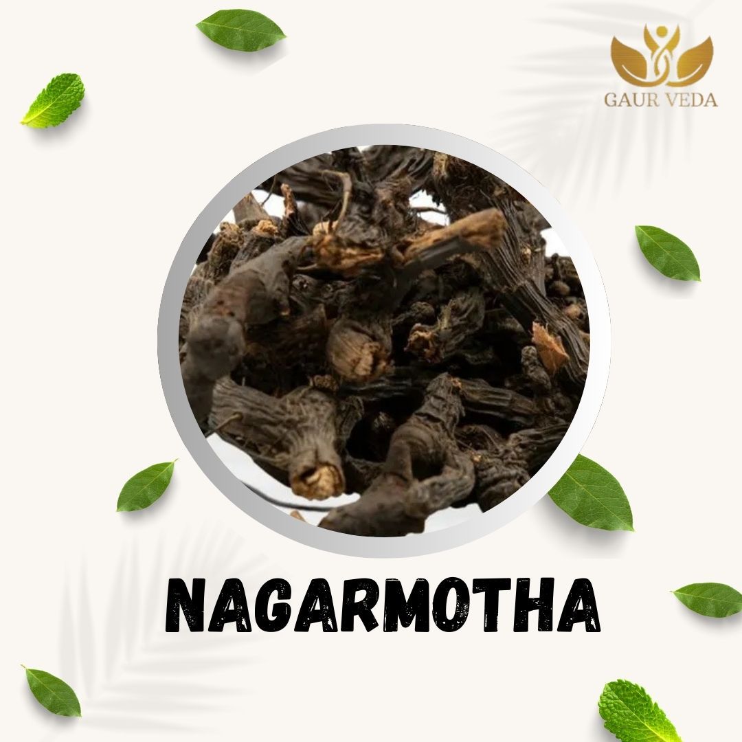 GAURVEDA Nagarmotha 100% Natural & Pure | Traditional Ayurvedic Herb/Seed/Powder | Supports Wellness & Daily Health | Ideal for Herbal Remedies, 250 Grams{139