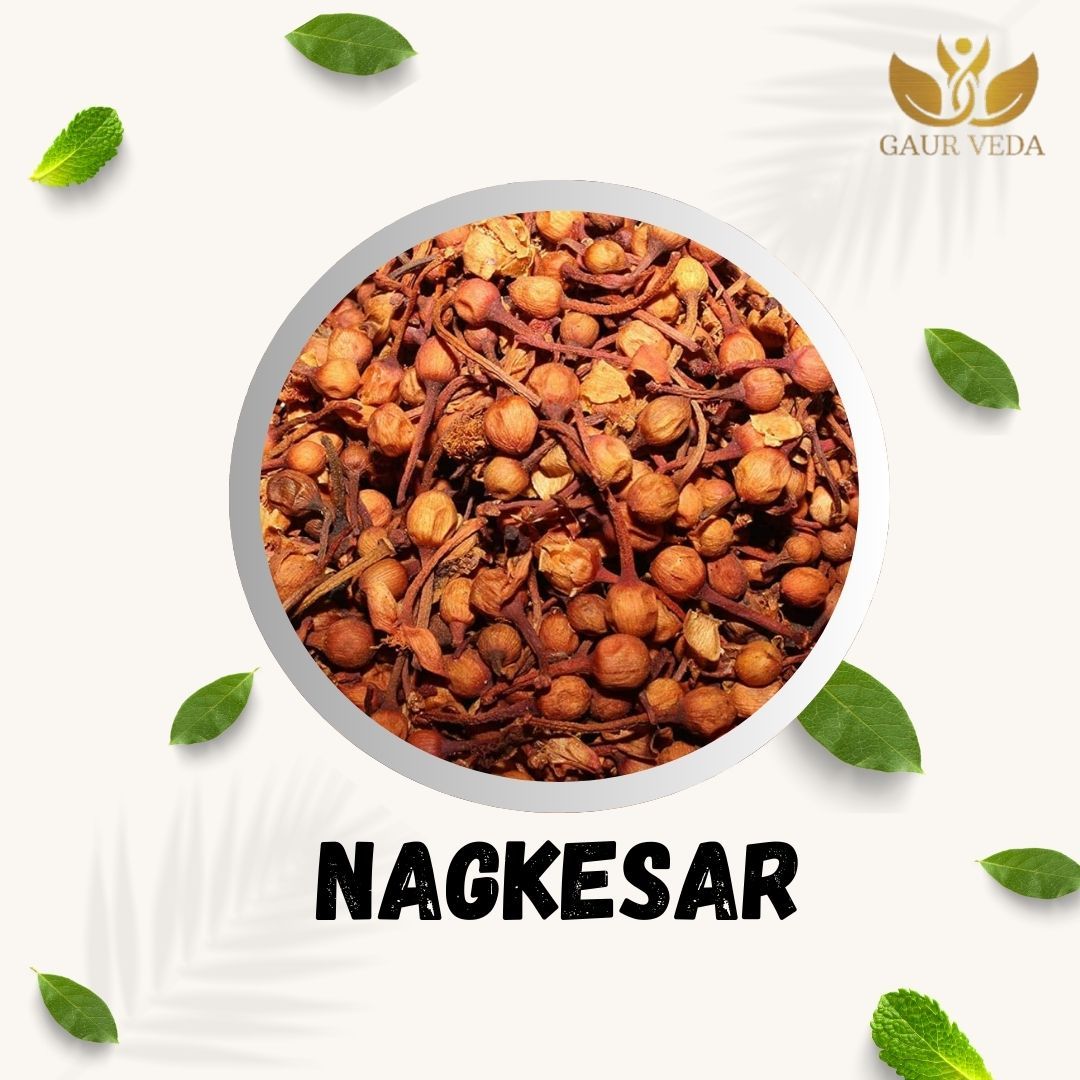 GAURVEDA Nagkesar 100% Natural & Pure | Traditional Ayurvedic Herb/Seed/Powder | Supports Wellness & Daily Health | Ideal for Herbal Remedies, 100 Grams