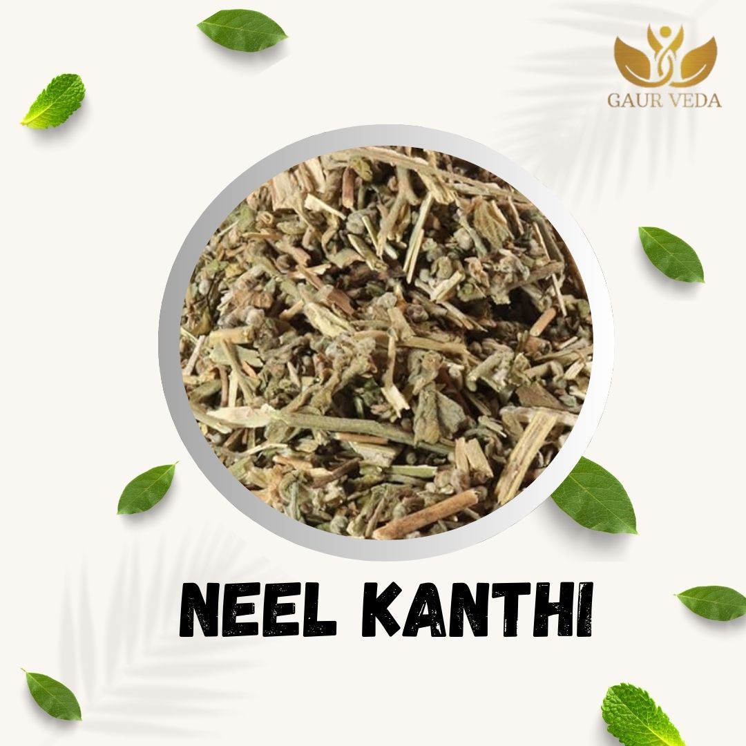 GAURVEDA Neel kanthi 100% Natural & Pure | Traditional Ayurvedic Herb/Seed/Powder | Supports Wellness & Daily Health | Ideal for Herbal Remedies, 100 Grams