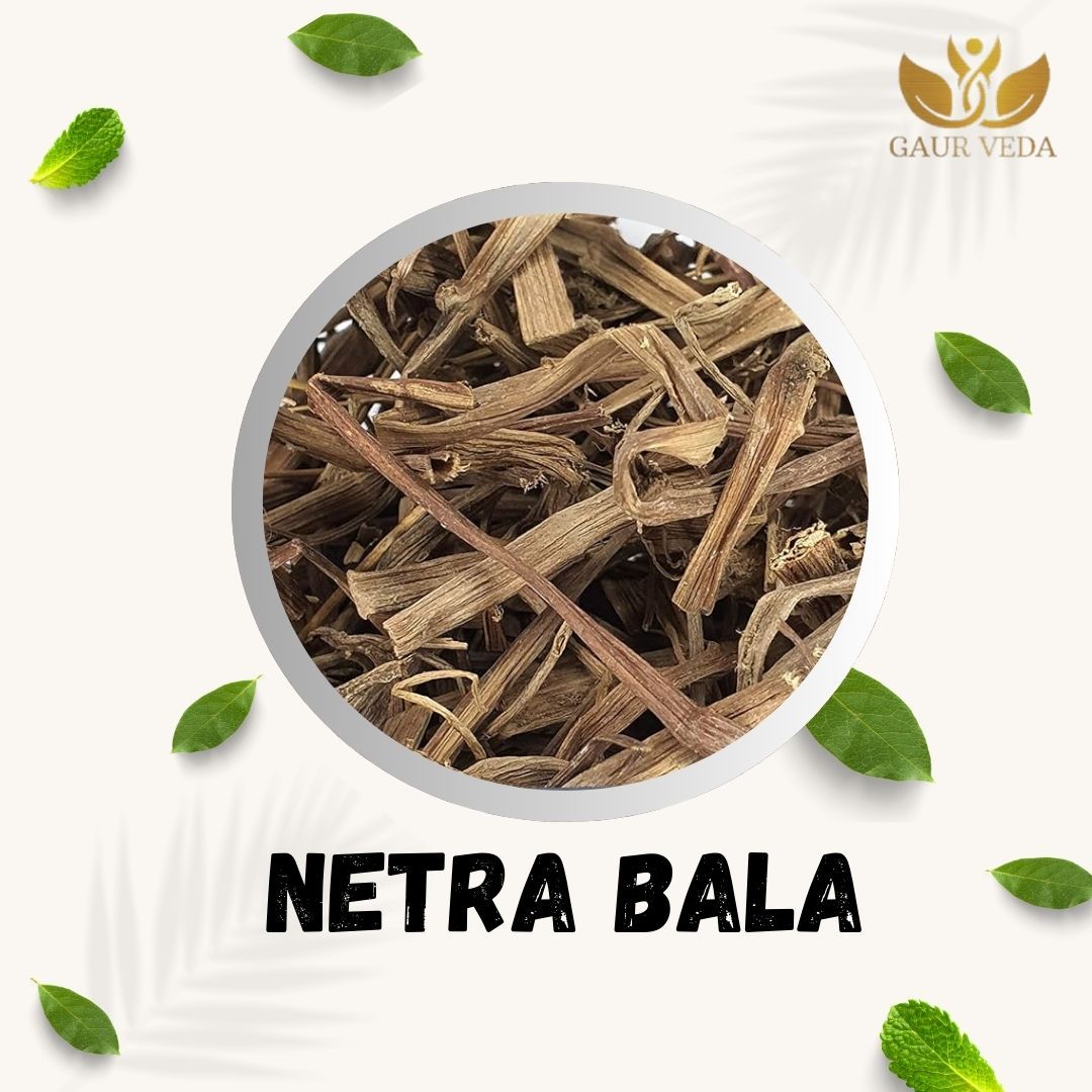 GAURVEDA Netrabala 100% Natural & Pure | Traditional Ayurvedic Herb/Seed/Powder | Supports Wellness & Daily Health | Ideal for Herbal Remedies, 100 Grams