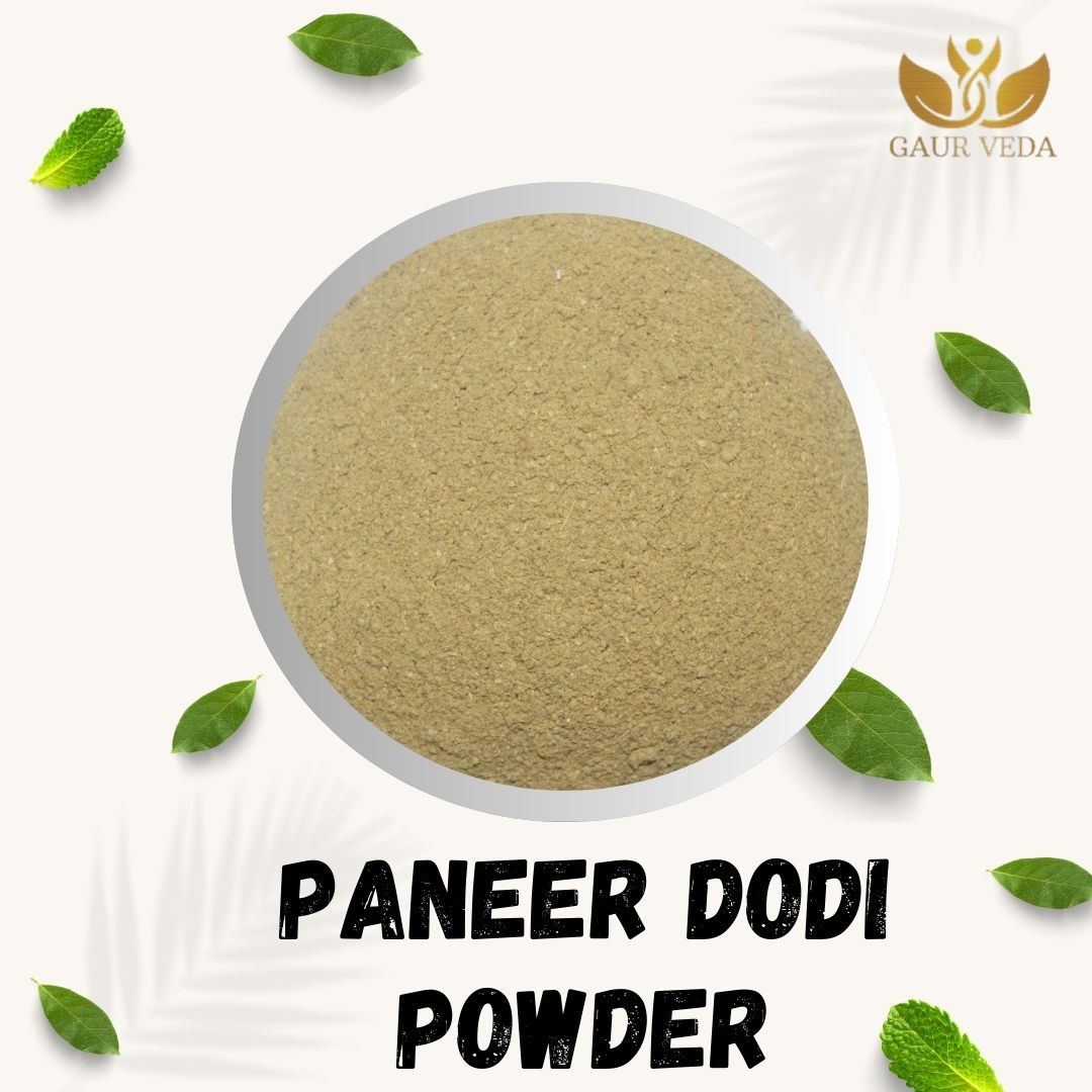 GAURVEDA Paneer DODI Powder 100% Natural & Pure | Traditional Ayurvedic Herb/Seed/Powder | Supports Wellness & Daily Health | Ideal for Herbal Remedies, 100 Grams