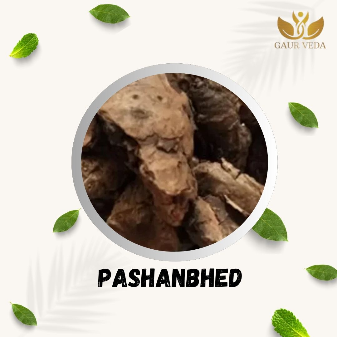 GAURVEDA Pashanbhed 100% Natural & Pure | Traditional Ayurvedic Herb/Seed/Powder | Supports Wellness & Daily Health | Ideal for Herbal Remedies, 100 Grams