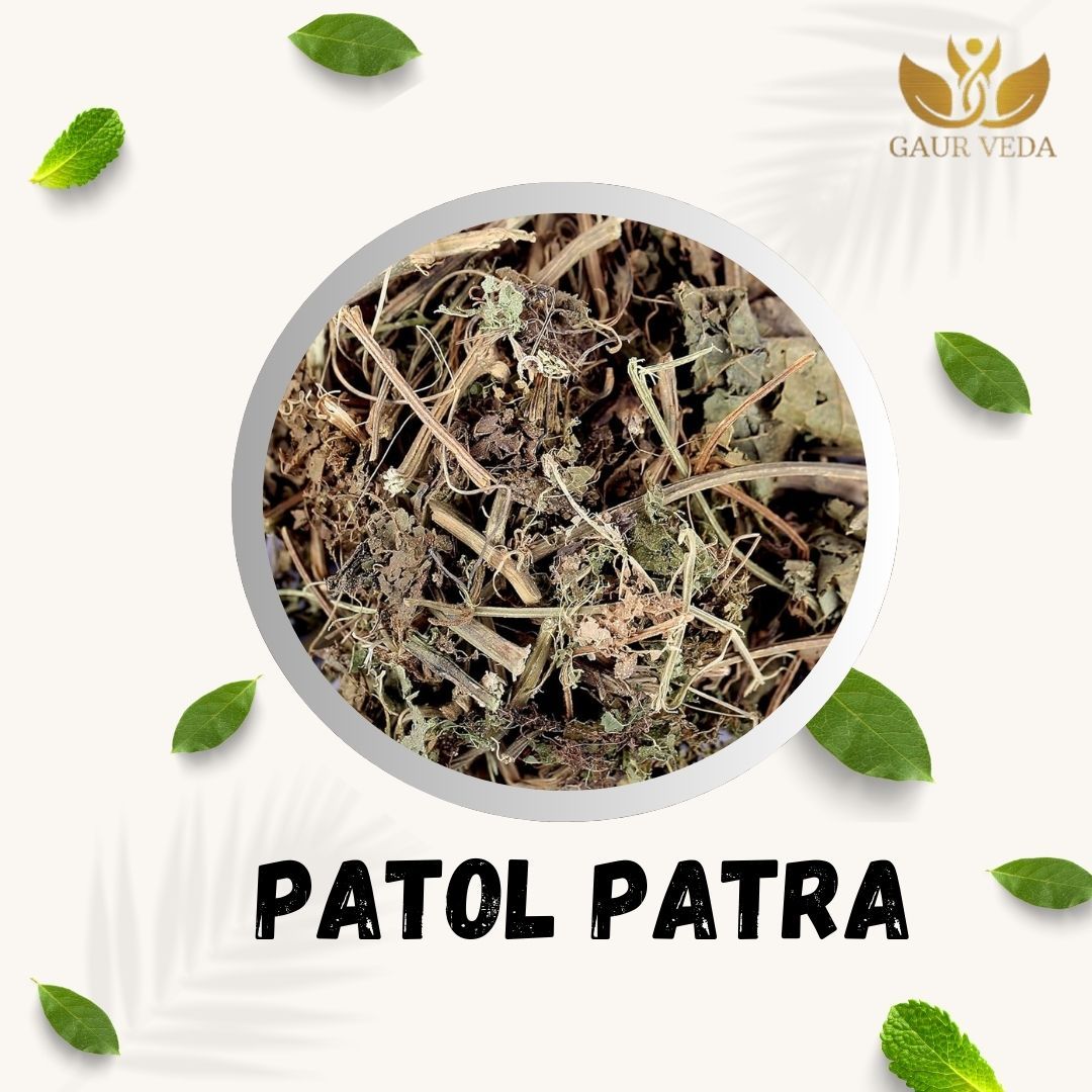 GAURVEDA Patol patra 100% Natural & Pure | Traditional Ayurvedic Herb/Seed/Powder | Supports Wellness & Daily Health | Ideal for Herbal Remedies, 100 Grams