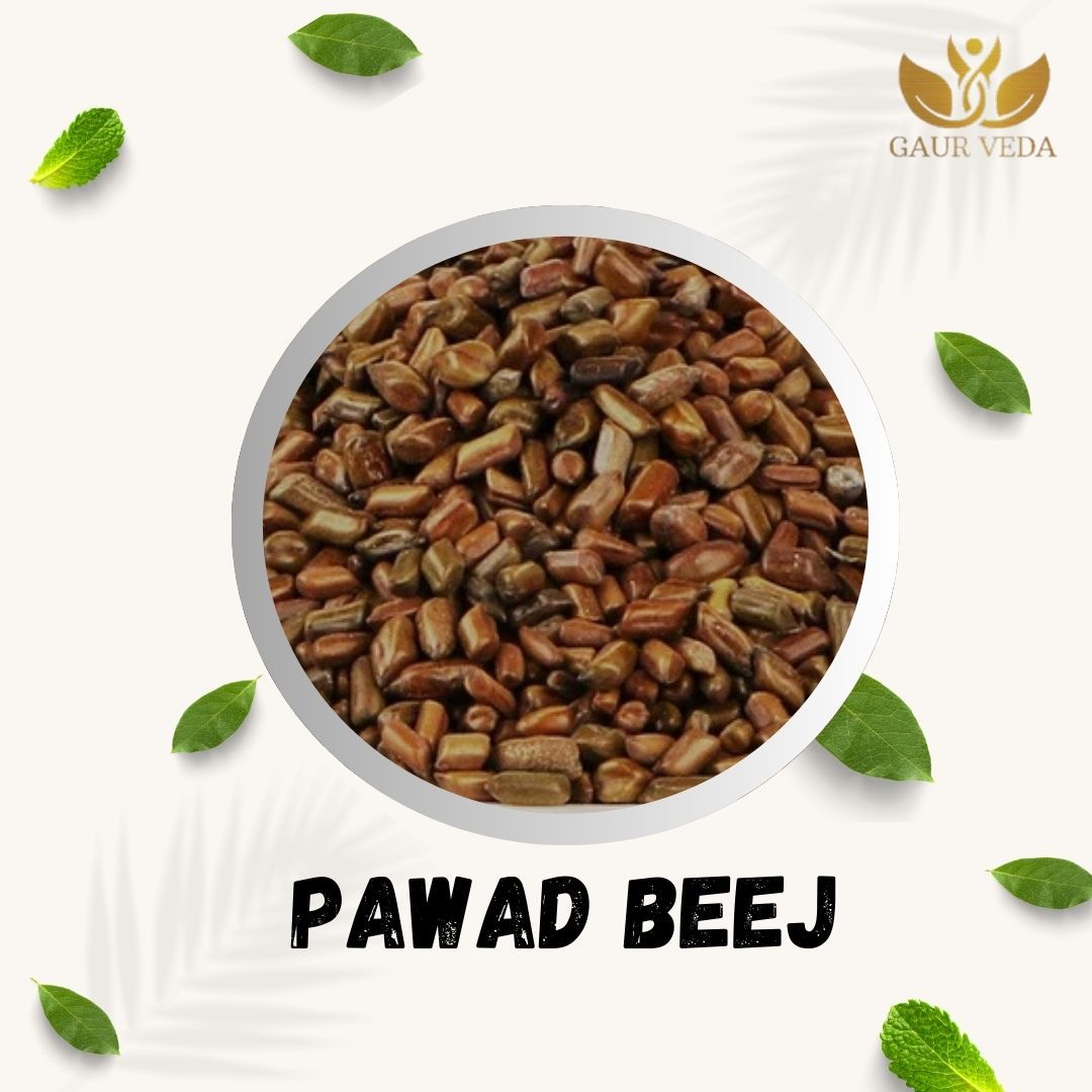 GAURVEDA Pawad Beej - Natural & Authentic Seeds | Healthy Traditional Indian Food Ingredient | Pure & Unadulterated | Add to Your Diet Today! | 100 Grams