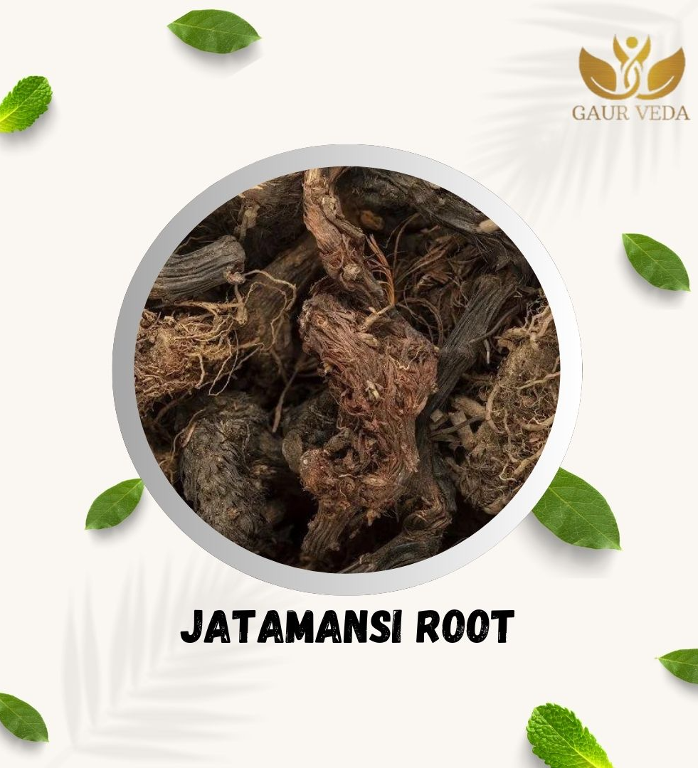 GAURVEDA Jatamansi Root - Balchad - Jatamasi Jadd - Jatila - Nardostachys Jatamansi - Pure & Natural (100 Grams)