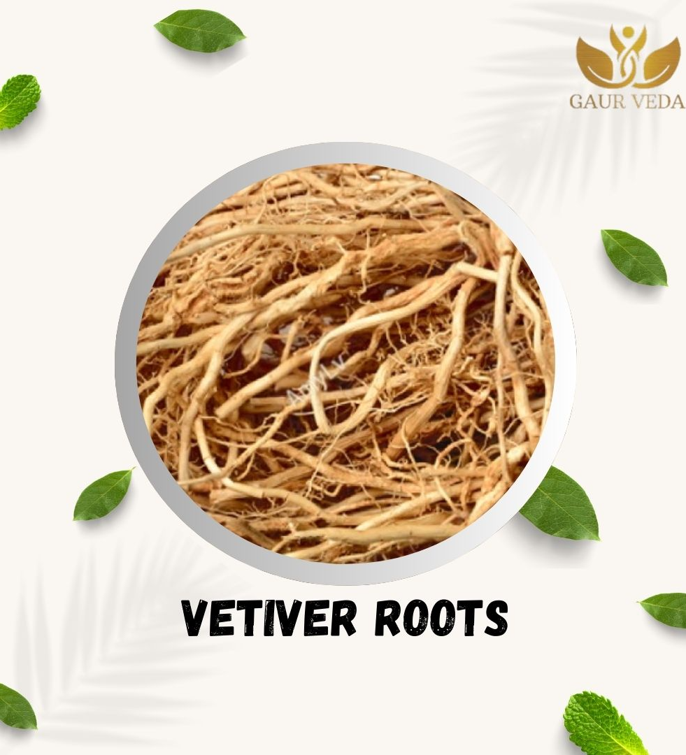 GAURVEDA Vetiver Root (100 grams) - Khus Root Vetiveria Zizanioides Vala Kas Ramacham Vetiver for Hair Growth Healthy Skin