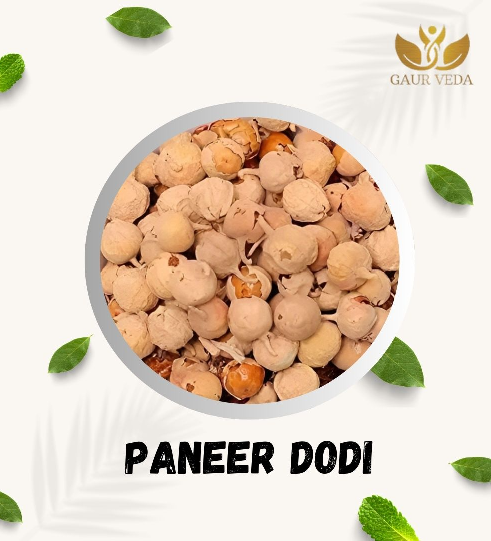 GAURVEDA Paneer Dodi - Natural Diabetes Support - Paneer Phool - Withania Coagulans - Paneer Doda - Selected & Natural (100 Grams)