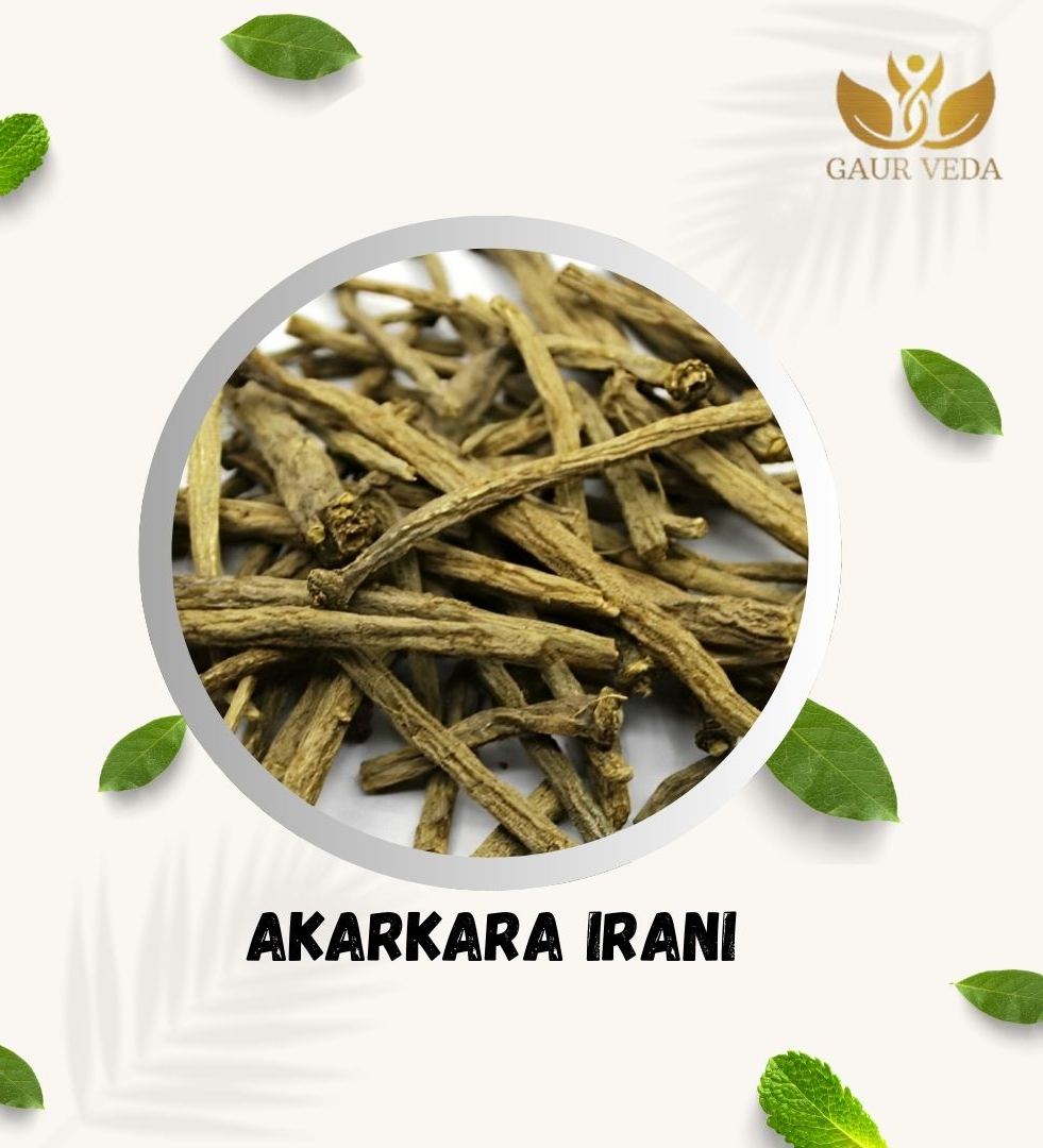 Gaurveda Akarkara Irani - Akarkara Asli - Anacyclus Pyrethrum - Pellitory Root - Selected Quality Raw Herb (25 Grams)