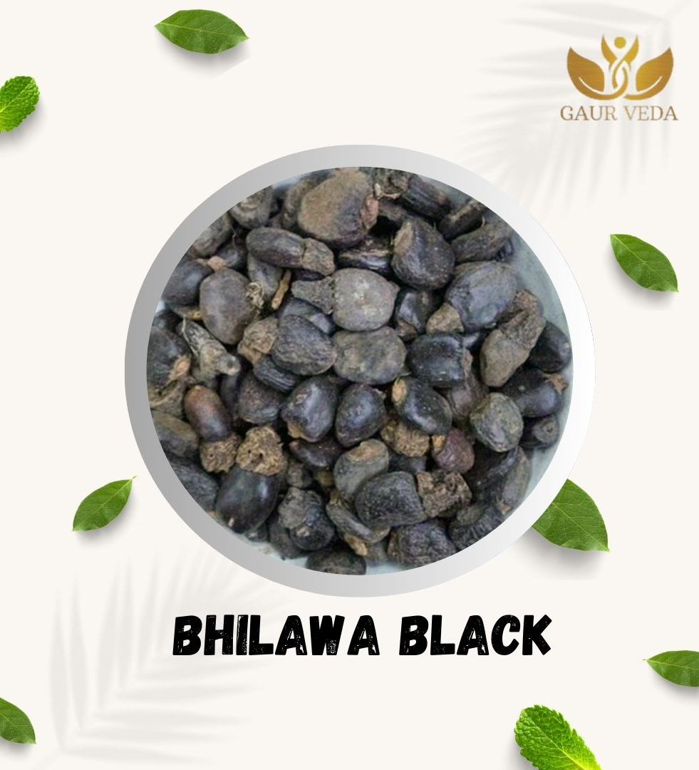 Gaurveda Bhilawa Seeds (Marking Nut) - Bilava Beej (100 Grams)