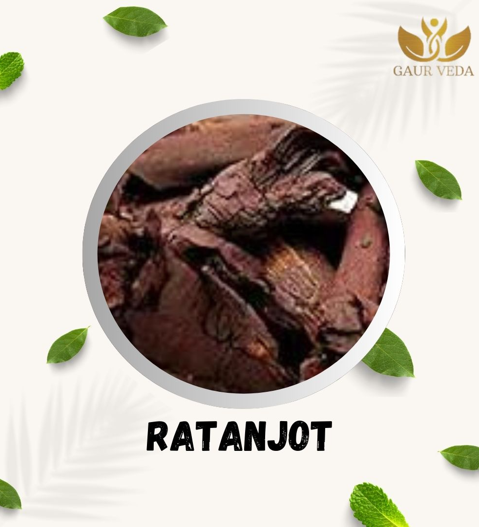 Gaurveda Ratanjot Root - Alkanet Root - Alkanna Tinctoria - A+ Quality (250 Grams)