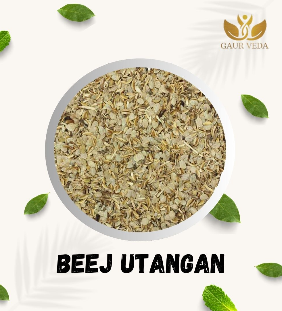 Gaurveda Utangan Beej - Beej Utangan - Blepharis Edulis Pers - Natural (50 Grams)