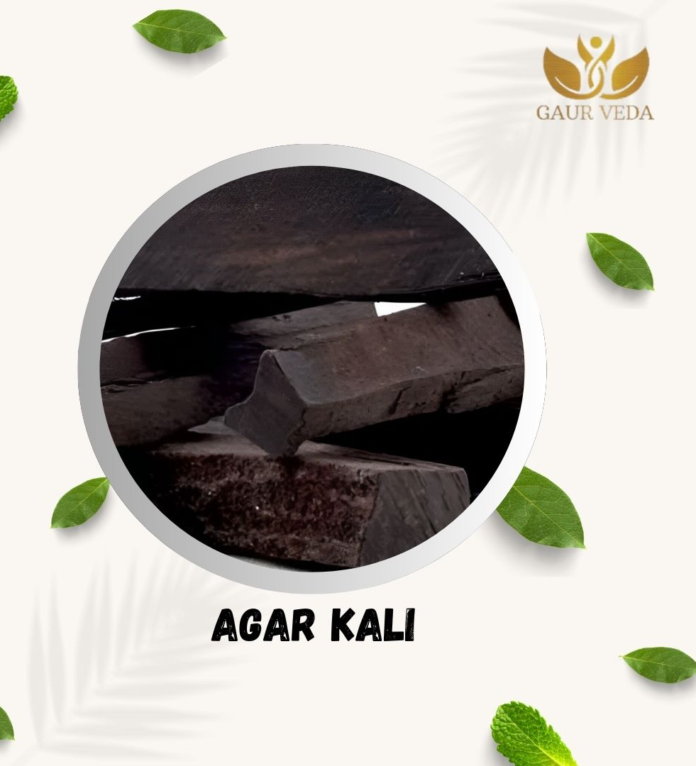 GAURVEDA Agar Wood  (500 Gm) - Agar Kali - Aquilaria Agallocha  - Oud Wood - Pure & Natural