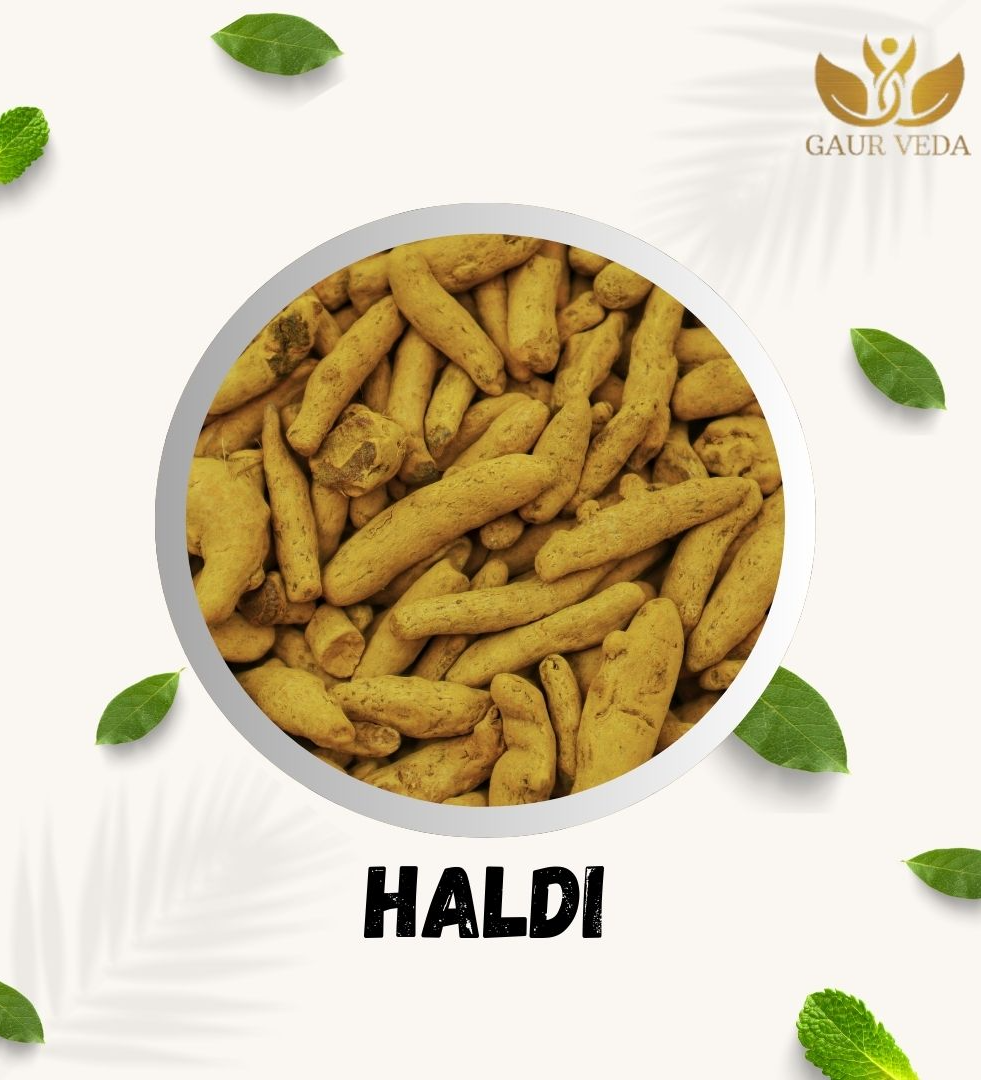 Gaurveda Haldi Whole - Turmeric (100 Grams)