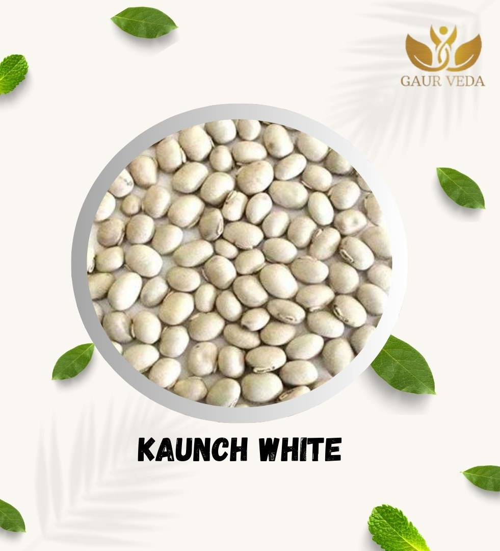 Gaurveda Kaunch White , Kaunch Beej Safed, Cowhage, Mucuna Pruriens , Kapikachchhu , Pure & Natural (100 Grams)