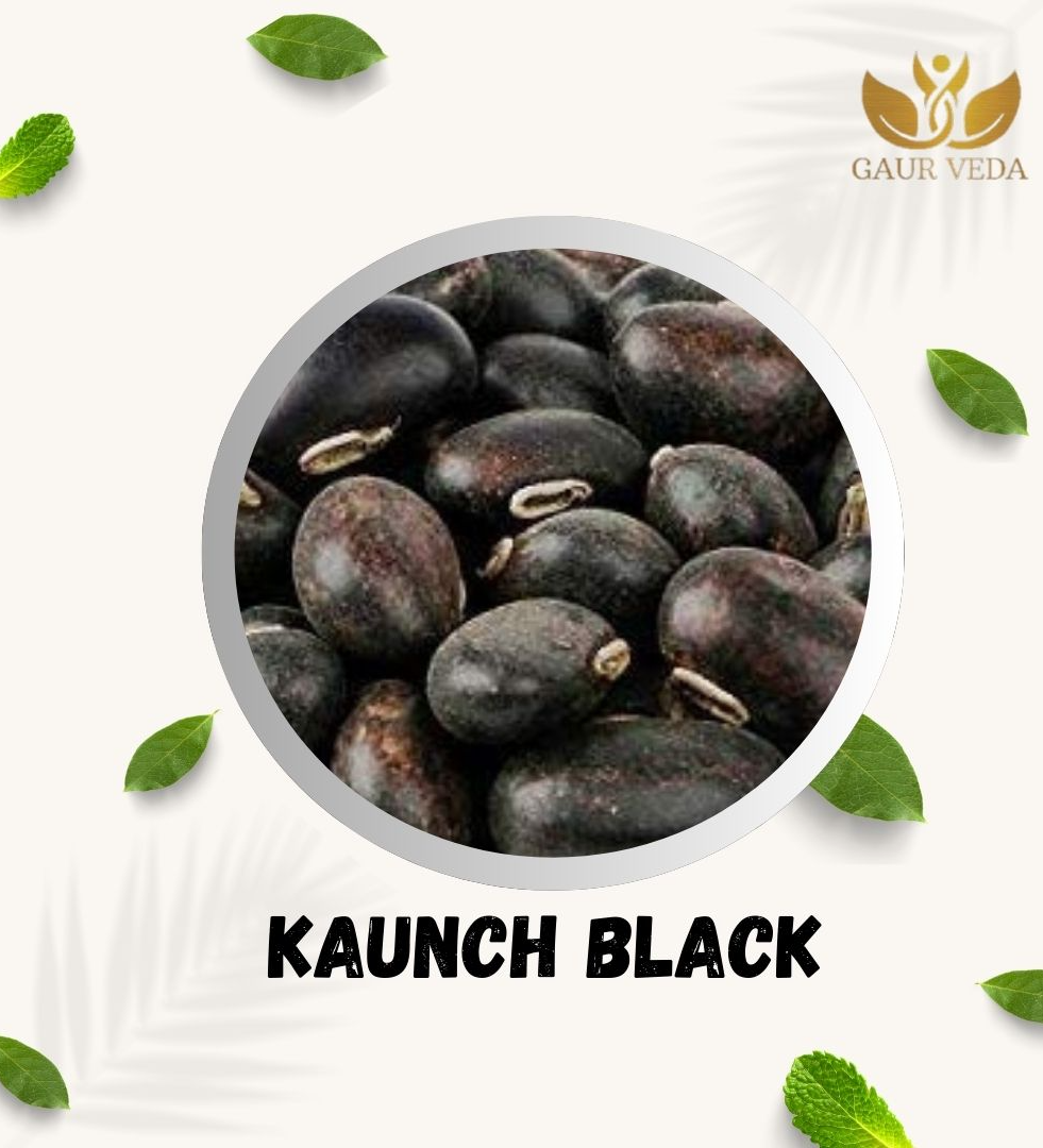 Gaurveda Kaunch Black Seeds - Kaunch Beej - Black Cowhage  - Mucuna Pruriens  - Kapikachchhu  - Pure & Natural (100 Grams)