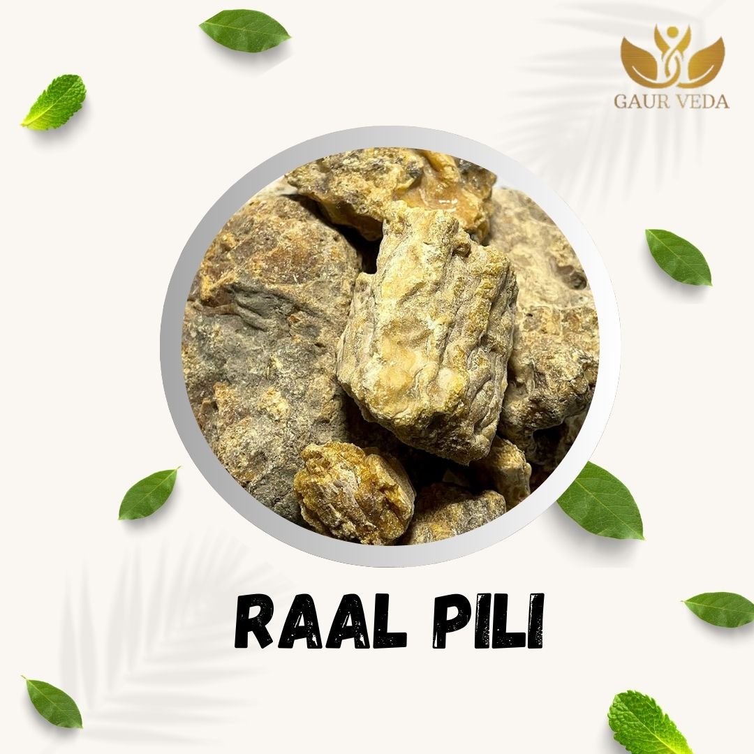 GAURVEDA Raal PILI 100% Natural & Pure | Traditional Ayurvedic Herb/Seed/Powder | Supports Wellness & Daily Health | Ideal for Herbal Remedies, 100 Grams
