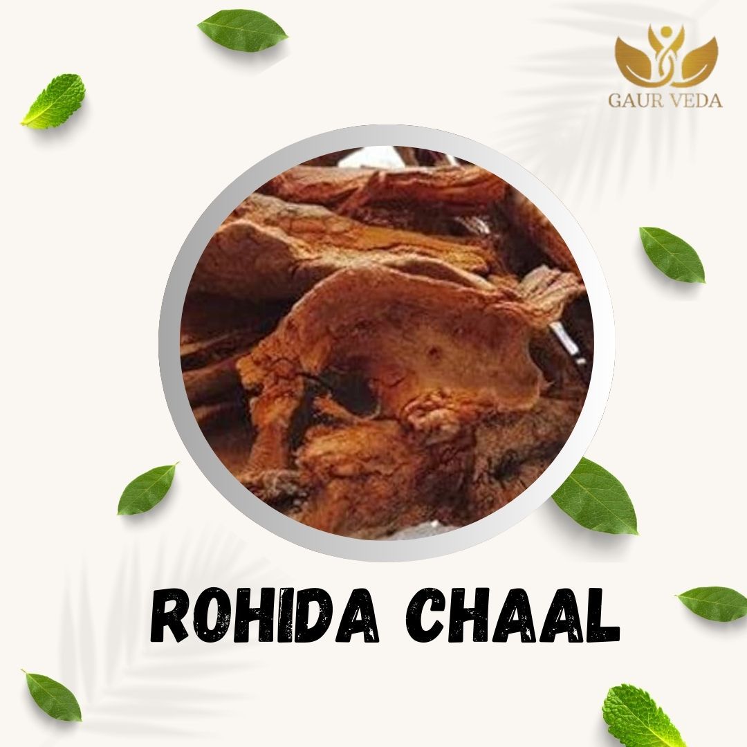GAURVEDA Rohida chaal 100% Natural & Pure | Traditional Ayurvedic Herb/Seed/Powder | Supports Wellness & Daily Health | Ideal for Herbal Remedies, 100 Grams
