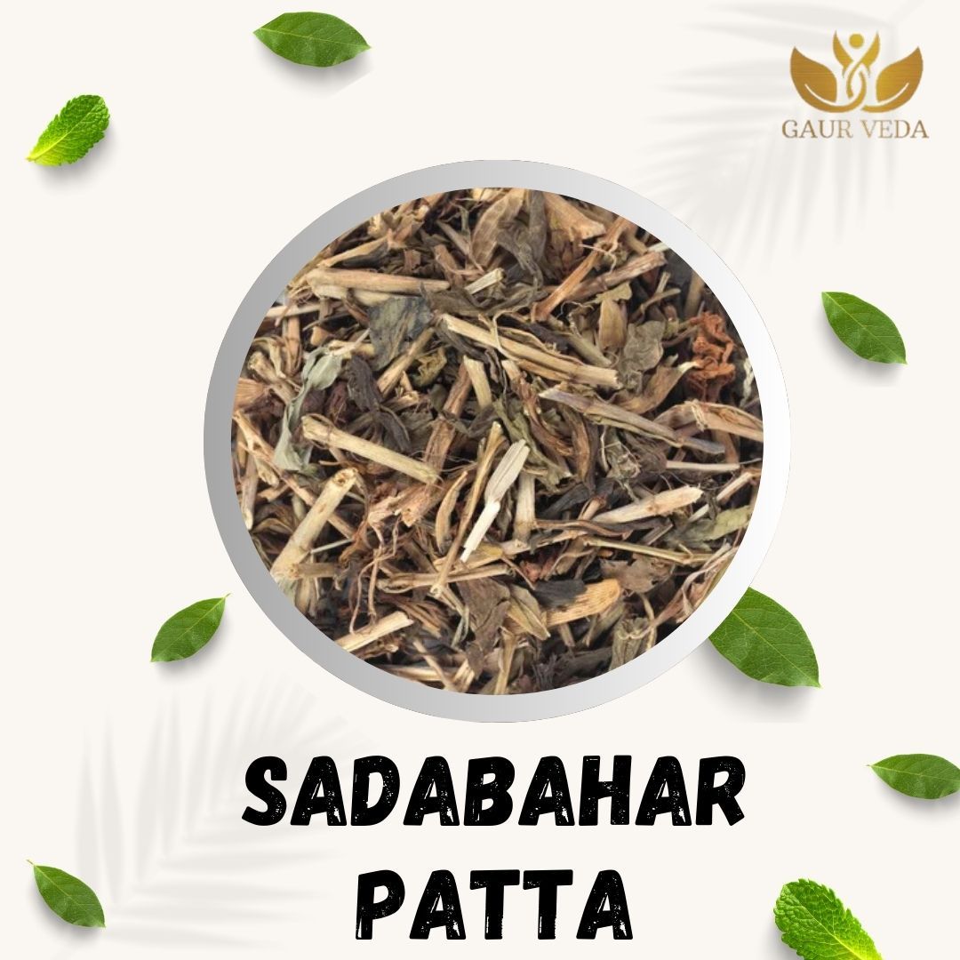 GAURVEDA Sadabaharpatta 100% Natural & Pure | Traditional Ayurvedic Herb/Seed/Powder | Supports Wellness & Daily Health | Ideal for Herbal Remedies, 100 Grams