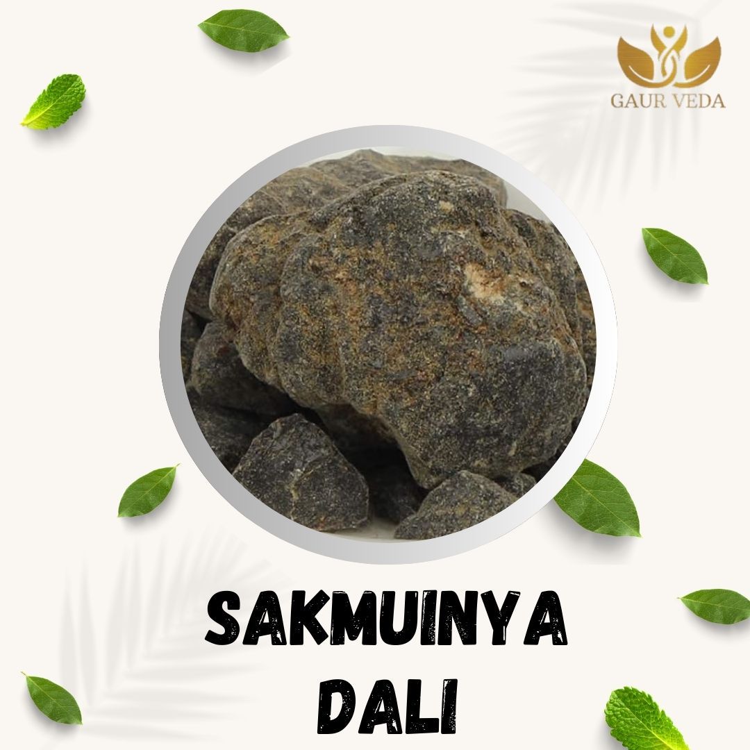 GAURVEDA Sakmuniya dali 100% Natural & Pure | Traditional Ayurvedic Herb/Seed/Powder | Supports Wellness & Daily Health | Ideal for Herbal Remedies, 100 Grams