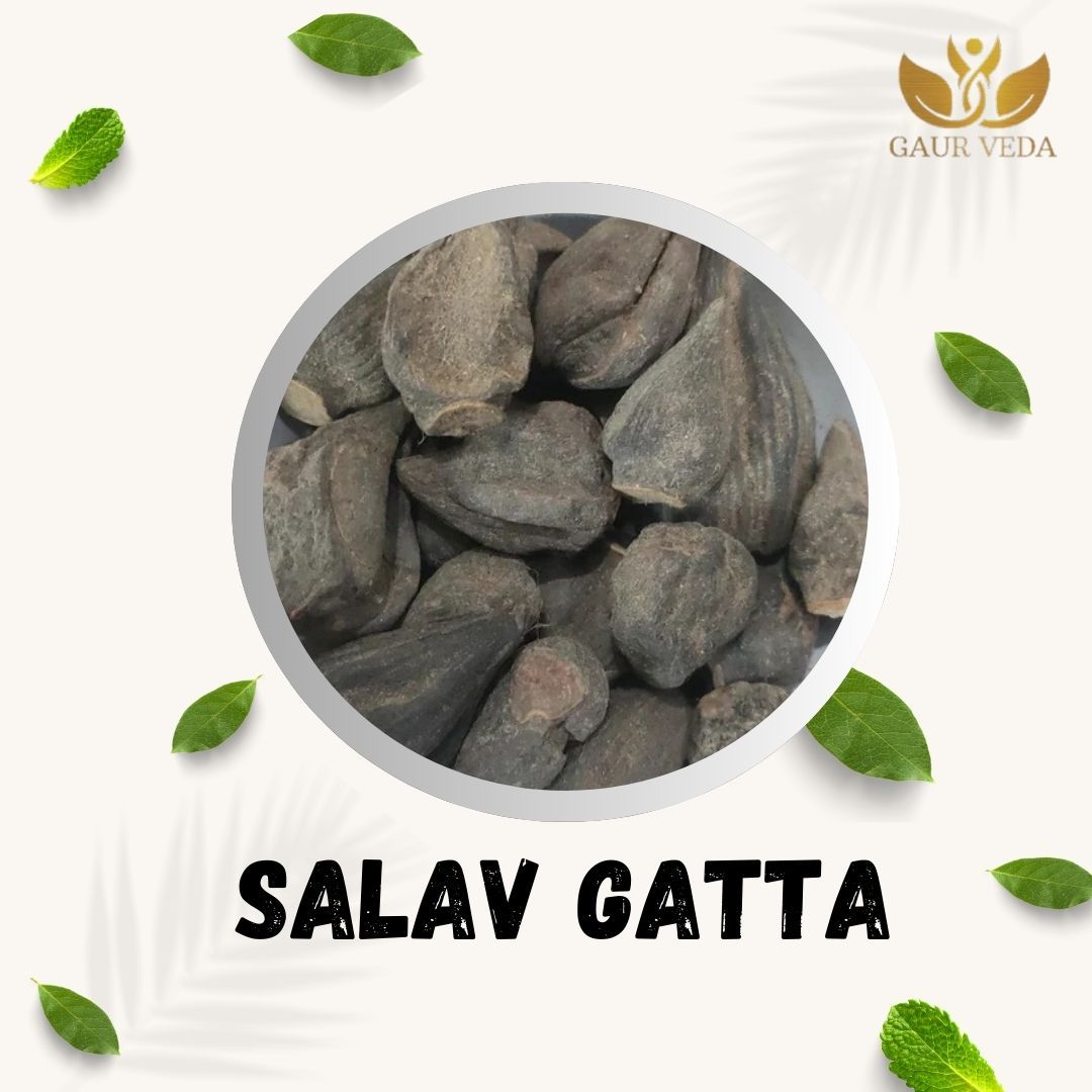 GAURVEDA Salav gatta 100% Natural & Pure | Traditional Ayurvedic Herb/Seed/Powder | Supports Wellness & Daily Health | Ideal for Herbal Remedies, 100 Grams