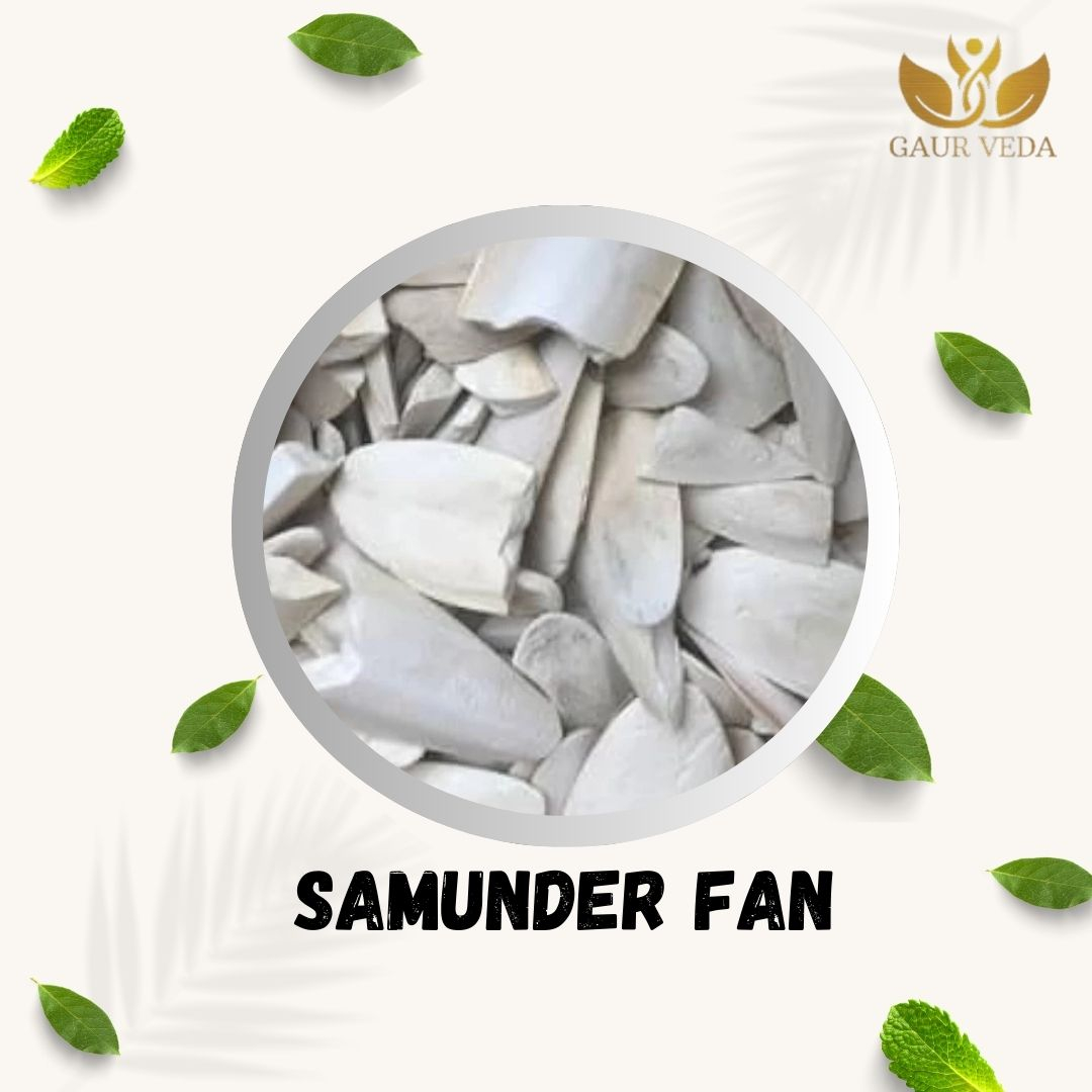 GAURVEDA Samunder jagh 100% Natural & Pure | Traditional Ayurvedic Herb/Seed/Powder | Supports Wellness & Daily Health | Ideal for Herbal Remedies, 100 Grams