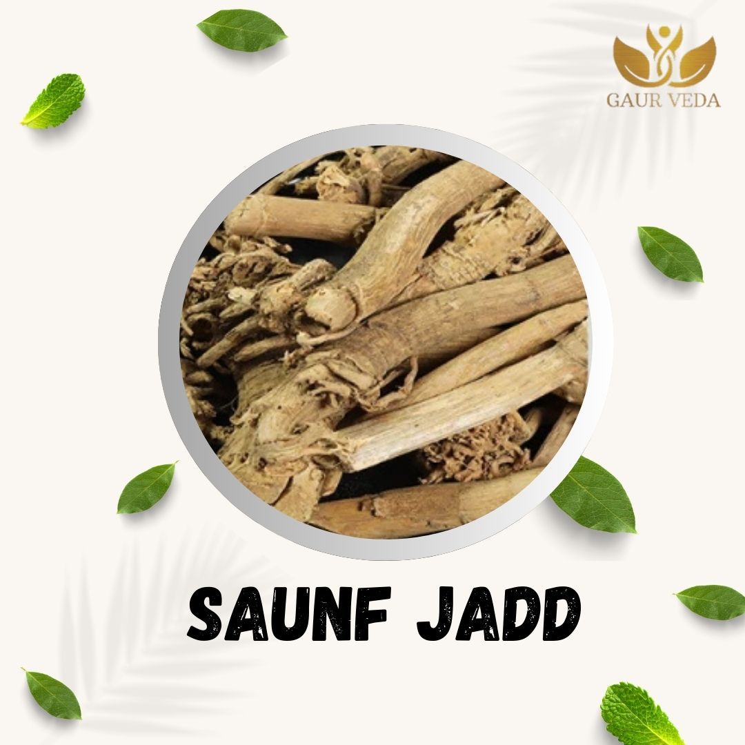 GAURVEDA Saunf jadd 100% Natural & Pure | Traditional Ayurvedic Herb/Seed/Powder | Supports Wellness & Daily Health | Ideal for Herbal Remedies, 100 Grams