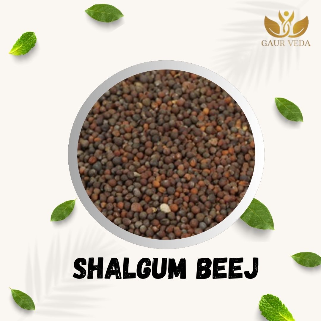 GAURVEDA Shalgum Seeds - Turnip Seeds for Home & Kitchen Gardening, Grow Fresh & Healthy Vegetables at Your Own Terrace! | 100 Grams