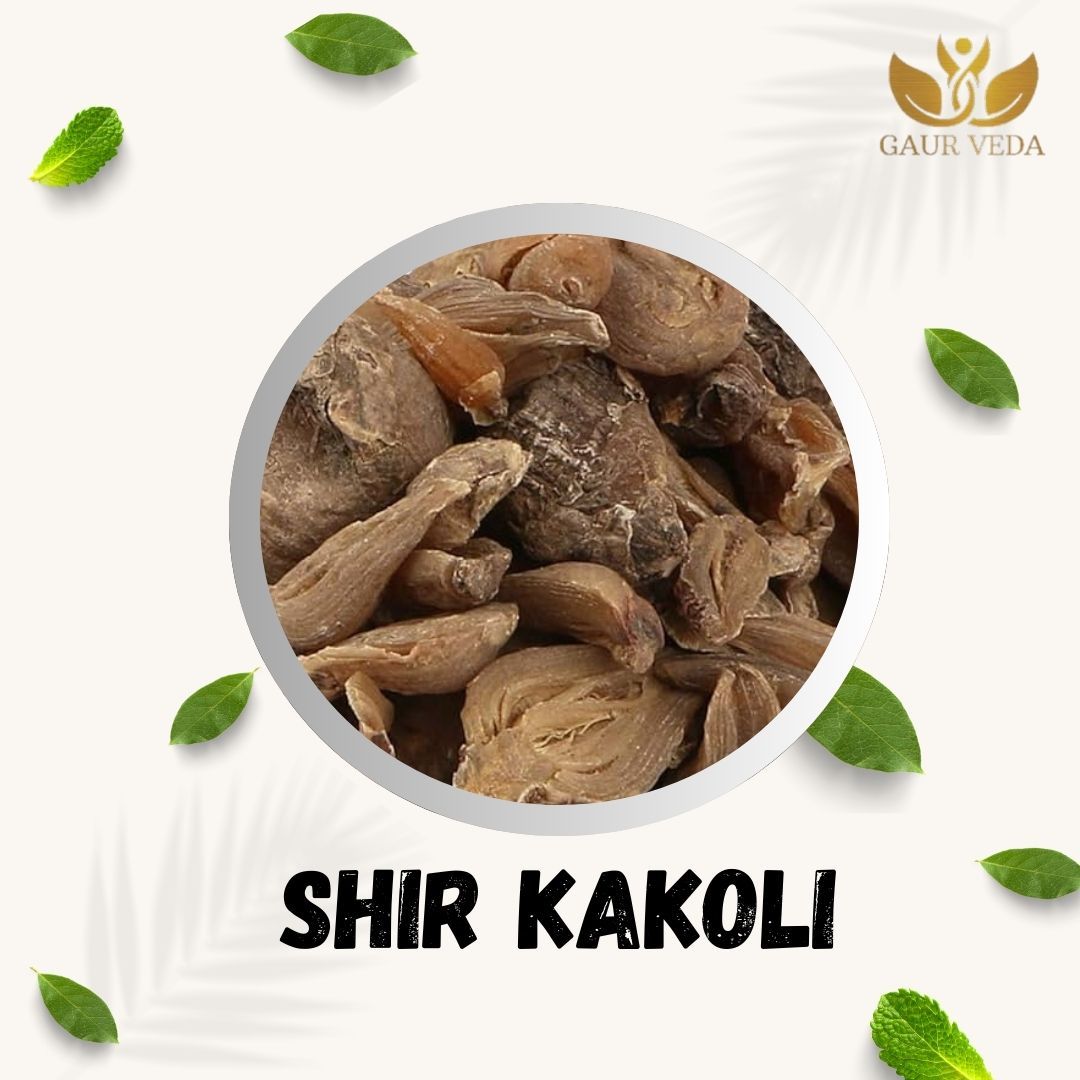 GAURVEDA Shirkakoli 100% Natural & Pure | Traditional Ayurvedic Herb/Seed/Powder | Supports Wellness & Daily Health | Ideal for Herbal Remedies, 100 Grams