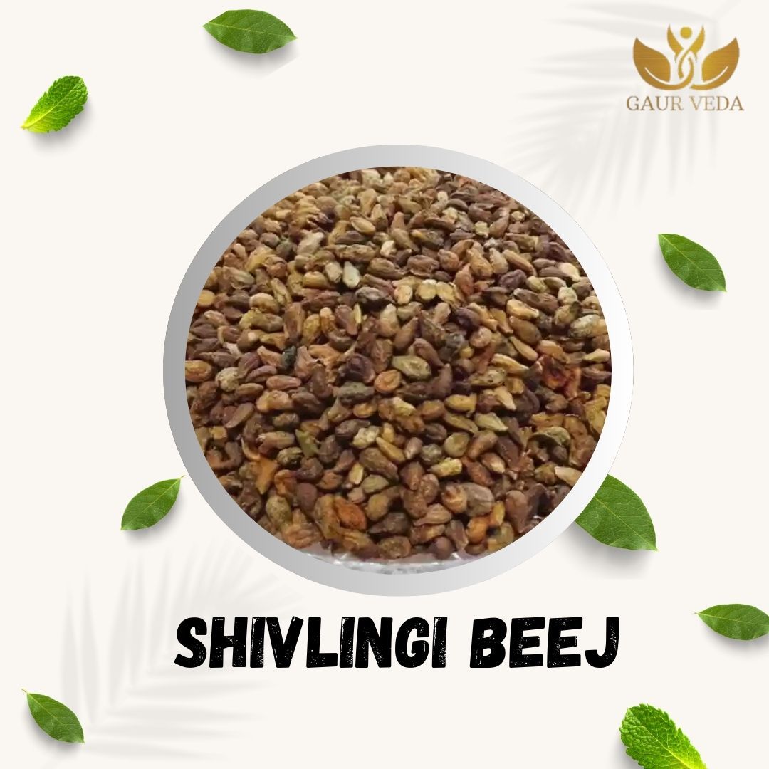 GAURVEDA Shivlingi Seeds | Authentic Herbal Supplement for Overall Wellness | Natural Support for Women s Health & Vitality (Pack of 1) | 100 Grams