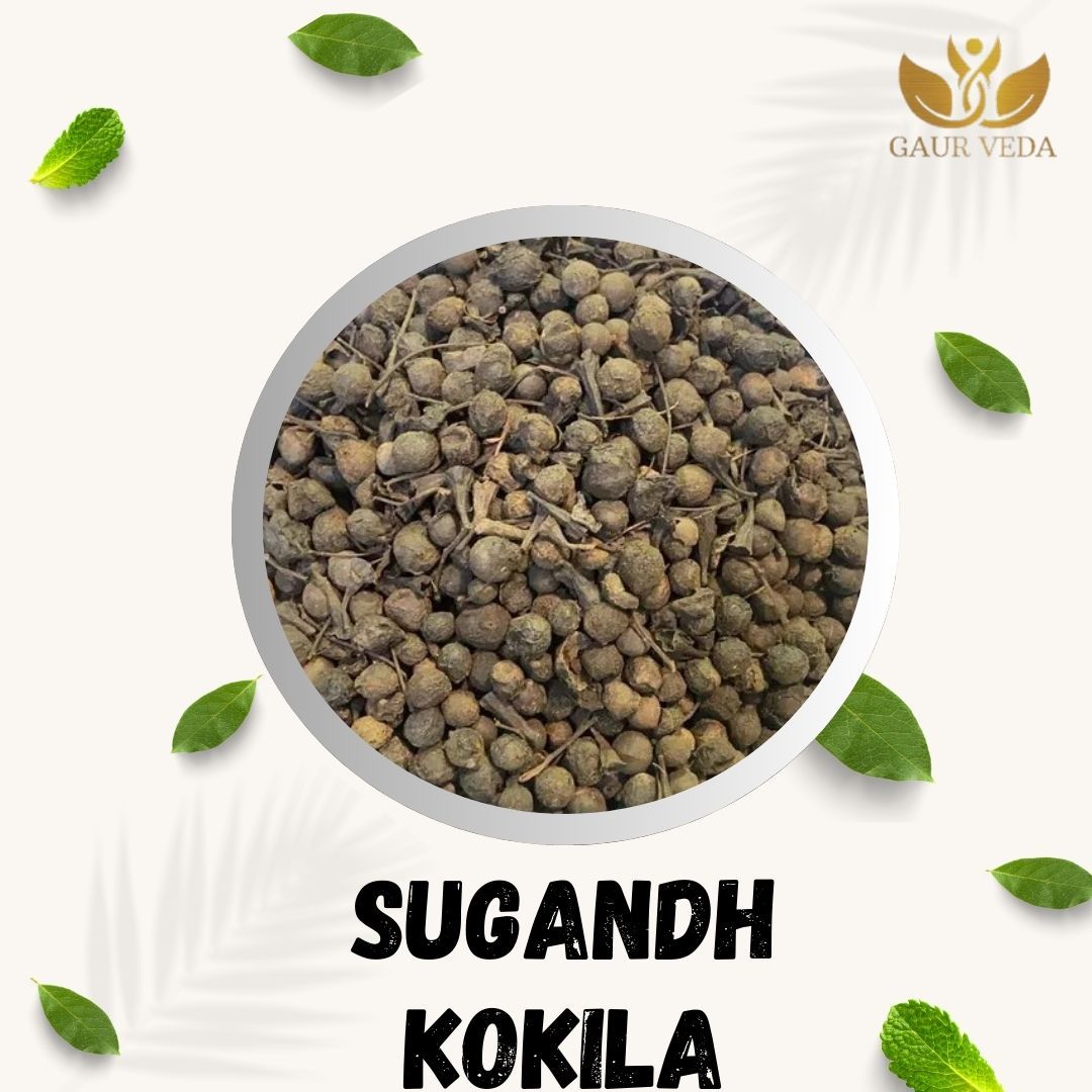 GAURVEDA Sugandh kokila 100% Natural & Pure | Traditional Ayurvedic Herb/Seed/Powder | Supports Wellness & Daily Health | Ideal for Herbal Remedies, 100 Grams