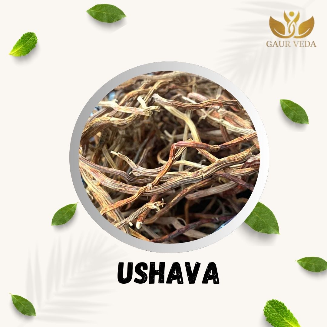 GAURVEDA Ushva 100% Natural & Pure | Traditional Ayurvedic Herb/Seed/Powder | Supports Wellness & Daily Health | Ideal for Herbal Remedies, 100 Grams